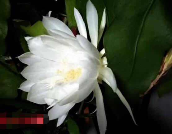 曇花怎么養(yǎng)，注意盆土是關(guān)鍵/肥水要合理