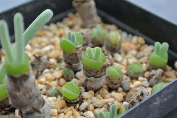 碧光環(huán)播種多久能長大，種后一星期發(fā)芽四個月長大