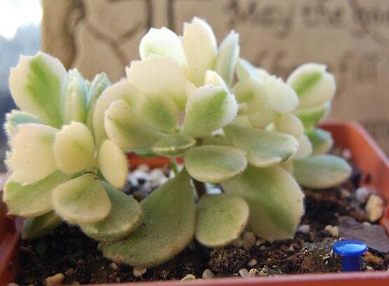 熊童子開(kāi)花要施肥嗎，施以磷鉀肥為主/35度以上停止施肥