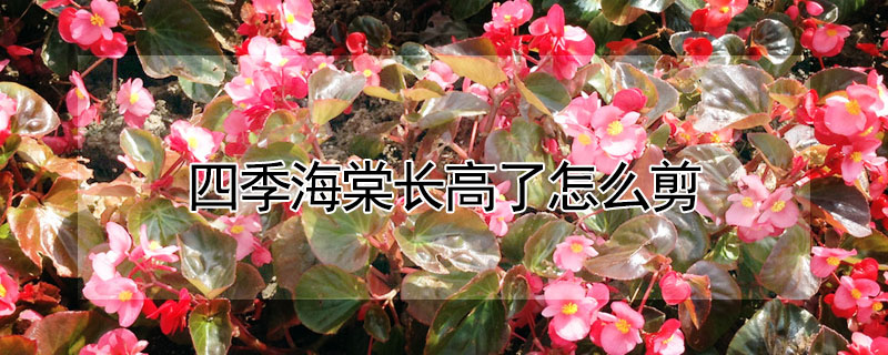 四季海棠長(zhǎng)高了怎么剪