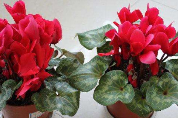 仙客來(lái)小苗怎么養(yǎng)