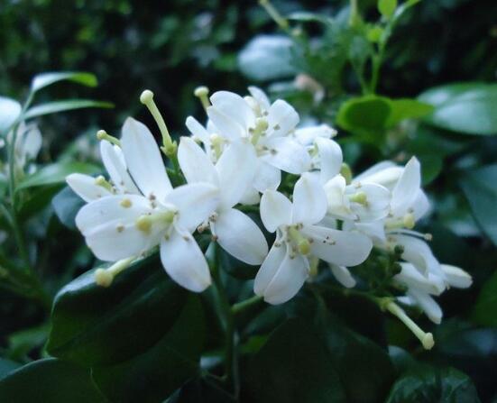 九里香的花語(yǔ)，代表著愛(ài)情的俘虜(美好與神圣)