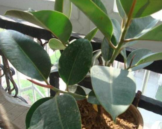 橡皮樹的扦插方法，做好四大步驟成活率百分百