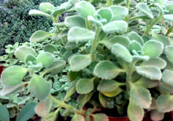 碰碰香木質(zhì)化怎么辦，只需要立馬重新進行扦插繁殖