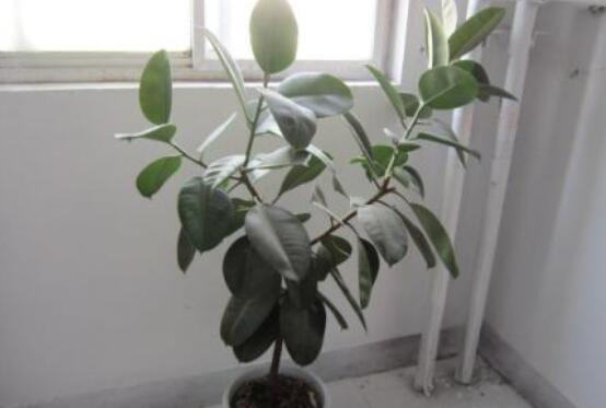 橡皮樹掉葉子還會長嗎，只要不死就會繼續(xù)生長(做好養(yǎng)護管理)