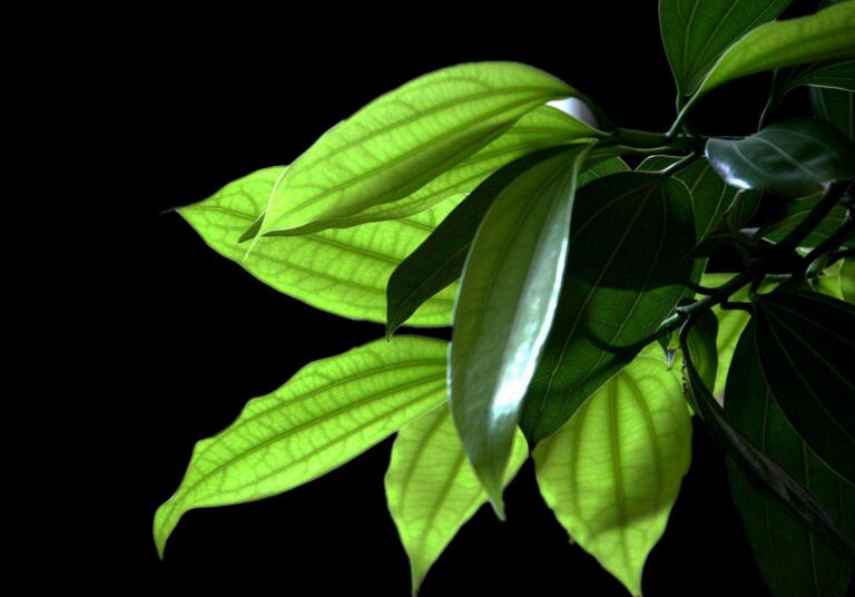 為什么平安樹(shù)葉子下垂，澆水過(guò)量和酸堿度不平衡造成的