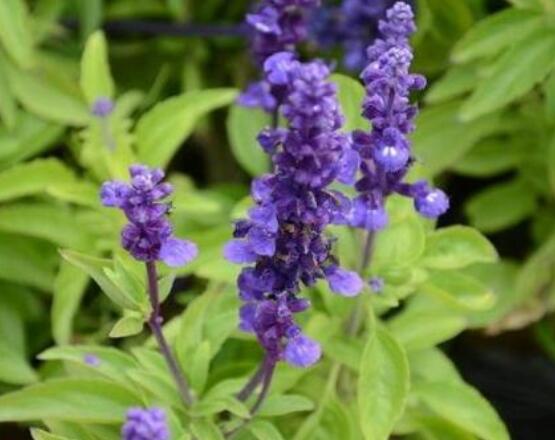 薰衣草與鼠尾草的區(qū)別，教你四種方法可變成火眼金睛