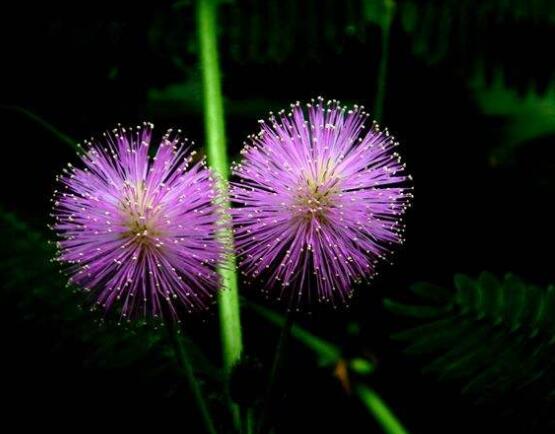 常碰含羞草有毒嗎，導(dǎo)致頭發(fā)眉毛發(fā)黃脫落(最好避免)