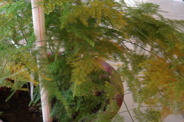 怎樣促使文竹多發(fā)新芽