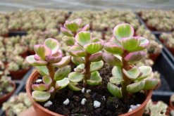 雅樂(lè)之舞怎么養(yǎng)，想養(yǎng)好雅樂(lè)之舞以下技巧必須要掌握