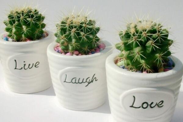 仙人球夏季怎么澆水，保持土壤處于干燥的狀態(tài)即可