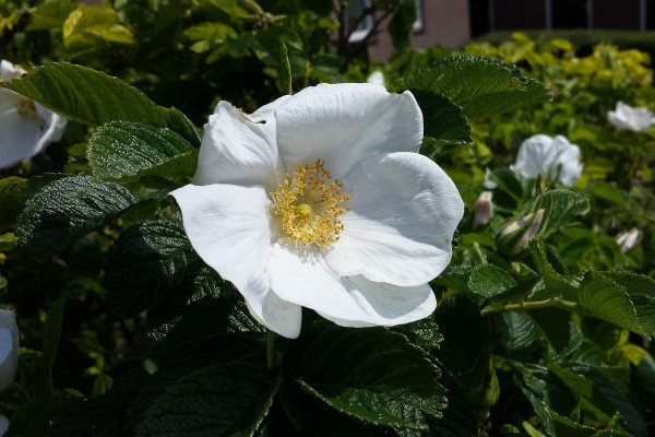 金櫻子長(zhǎng)在什么地方