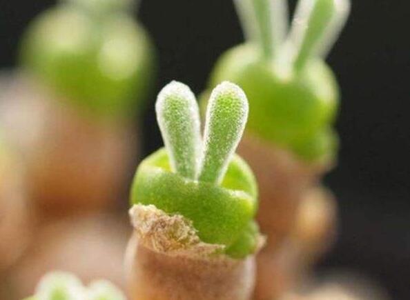 碧光環(huán)多肉怎么種，播種時間要選對