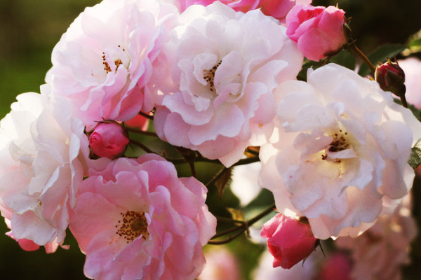 薔薇生蟲了怎么辦