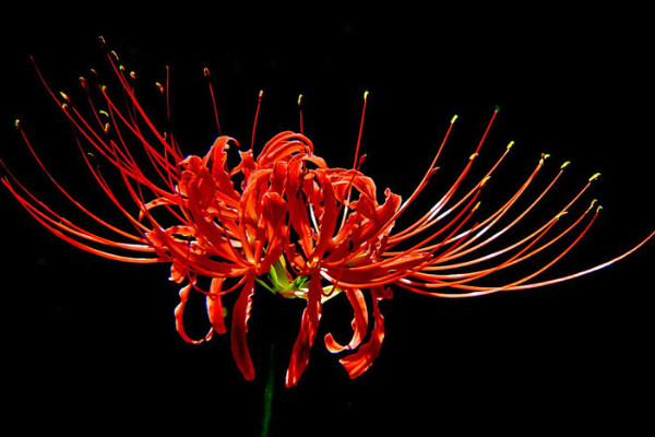 彼岸花是什么季節(jié)開(kāi)的