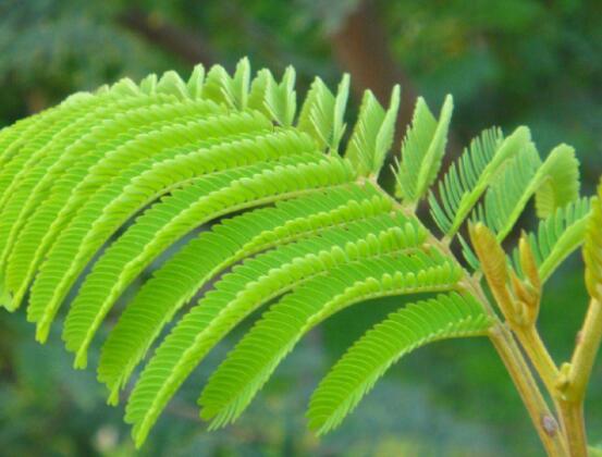 含羞草晚上會閉合嗎，會/屬于一種自然生長澎壓現(xiàn)象