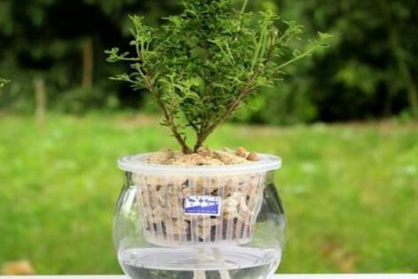 六月雪放水里會生根嗎，可以生根但需要更加細心的養(yǎng)護