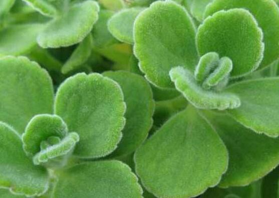 碰碰香的養(yǎng)殖方法，土壤陽光澆水施肥修剪病蟲害缺一不可