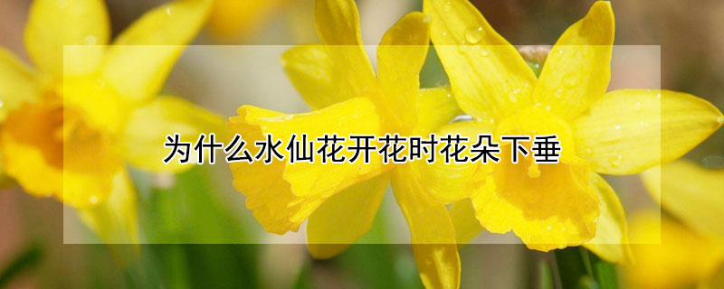 為什么水仙花開(kāi)花時(shí)花朵下垂