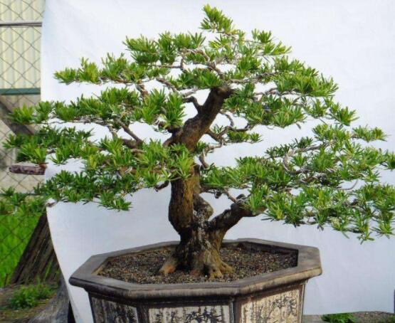 羅漢松可以放客廳嗎，可以/帶來(lái)主人家福氣、鎮(zhèn)守財(cái)寶