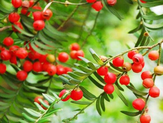 紅豆杉怎么換盆，三個簡單方法教你輕松學(xué)會