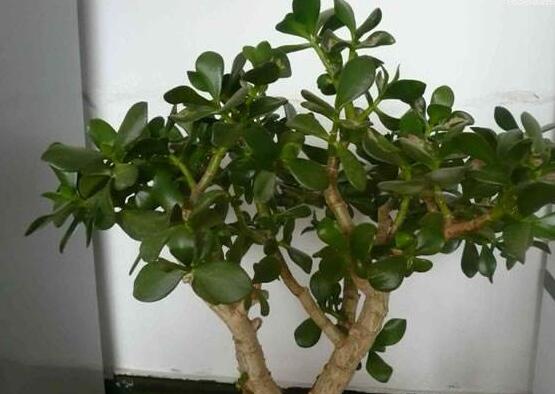 盆栽玉樹怎么養(yǎng)護(hù)，老農(nóng)總結(jié)七大養(yǎng)護(hù)方法