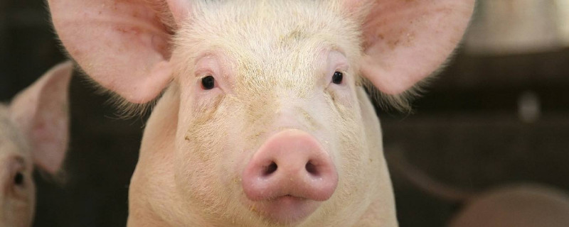 養(yǎng)豬豬糞怎么處理