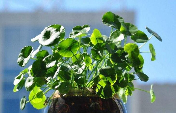 水養(yǎng)銅錢草的養(yǎng)殖方法，施加肥料是關(guān)鍵