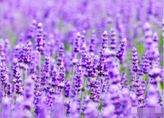 薰衣草與鼠尾草的區(qū)別，教你四種方法可變成火眼金睛