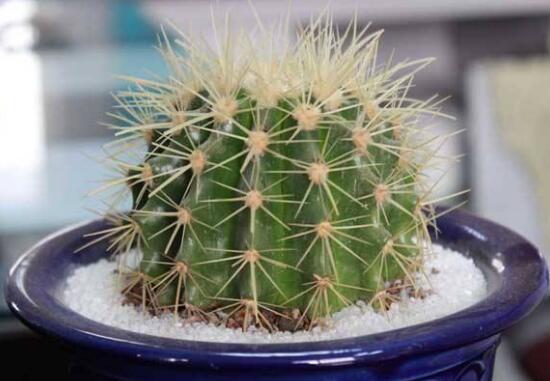 仙人球怎么繁殖，仙人球的扦插方法