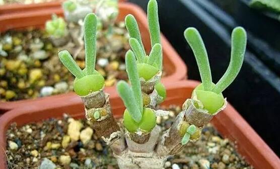 碧光環(huán)發(fā)芽后要澆水嗎，需要/只需要保持濕潤(rùn)環(huán)境即可