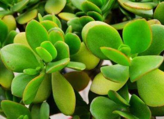 燕子掌怎么養(yǎng)長(zhǎng)得更快，做好五個(gè)要點(diǎn)盆盆爆滿