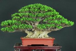 榕樹盆景圖片，獨(dú)特藝術(shù)欣賞