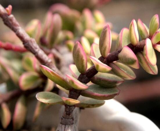 雅樂(lè)之舞的養(yǎng)殖方法和注意事項(xiàng)，老農(nóng)總結(jié)最實(shí)用八大養(yǎng)殖方法