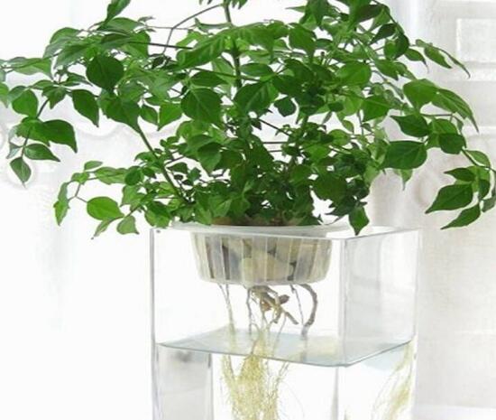 平安樹泡水里能長根嗎，平安樹水培方法