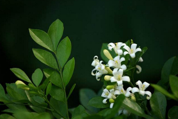 九里香如何長(zhǎng)粗，通過(guò)光照、溫度、施肥、修剪4步進(jìn)行