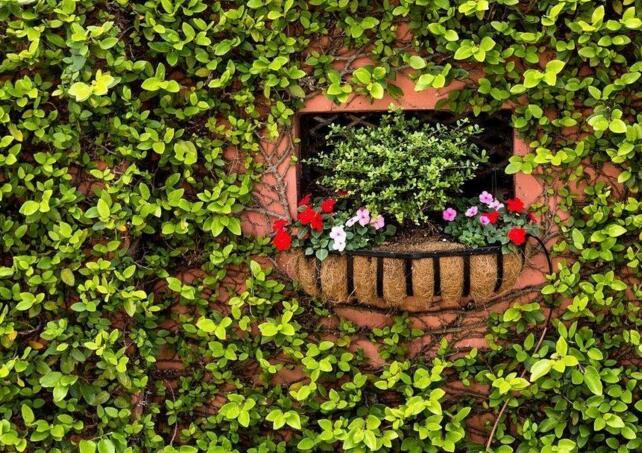 常春藤有毒嗎，有毒但是也有很大的藥用價值