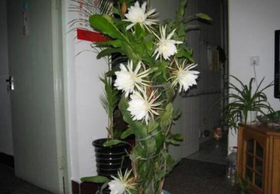 曇花怎么修剪，以輕剪與中剪為主(忌重剪)