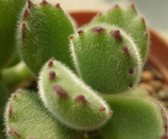 熊童子用什么土，腐葉土、園土、沙土最為合適