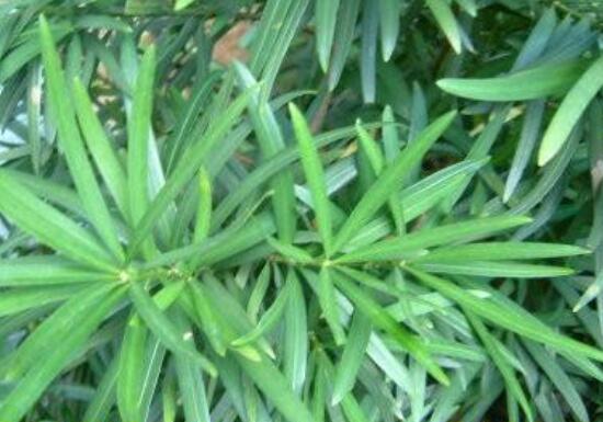 小葉羅漢松的養(yǎng)殖方法，老農(nóng)總結(jié)八大簡單易學(xué)的養(yǎng)殖技巧