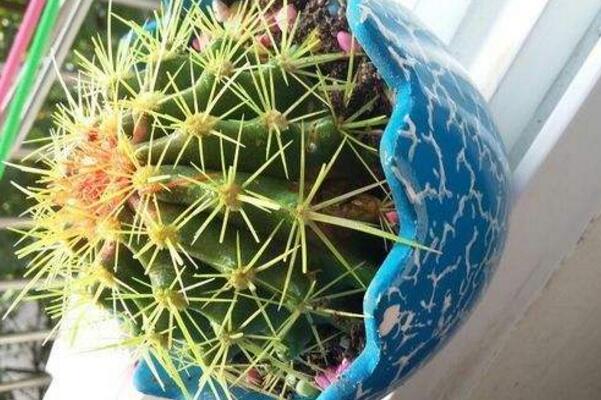 仙人球球體腐爛怎么回事，主要是日常管理的疏忽