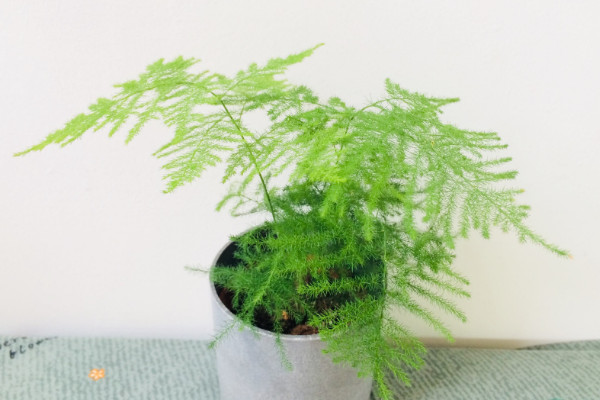 文竹怎么養(yǎng)才能瘋長(zhǎng)，修剪枝葉非常重要