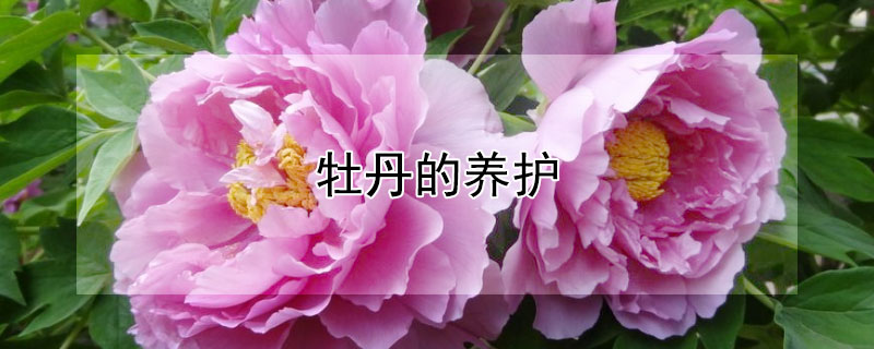 牡丹的養(yǎng)護