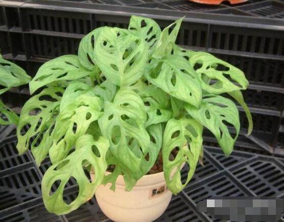 仙洞龜背竹有毒嗎，毒性不強(qiáng)/避免接觸誤食即可