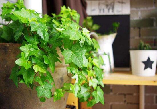 常春藤有哪些品種，常春藤品種圖片大全