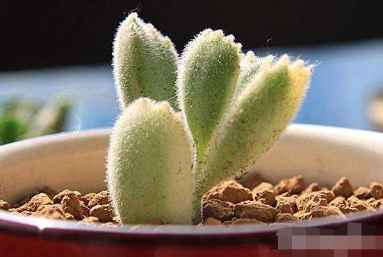 熊童子怎么養(yǎng)開花，做好五個要點花開爆盆