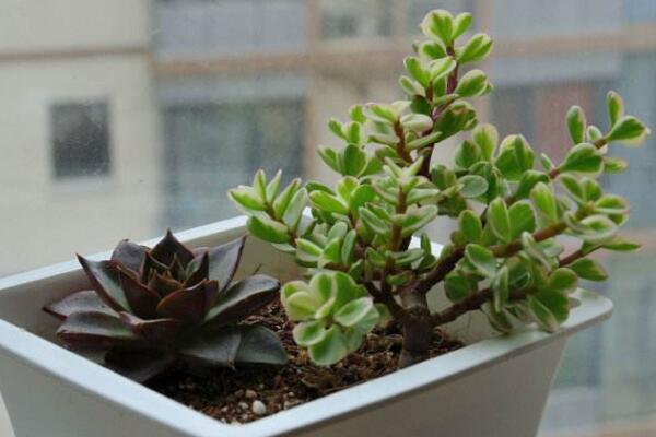 雅樂之舞盆景制作方法，這樣制作觀賞價值更高