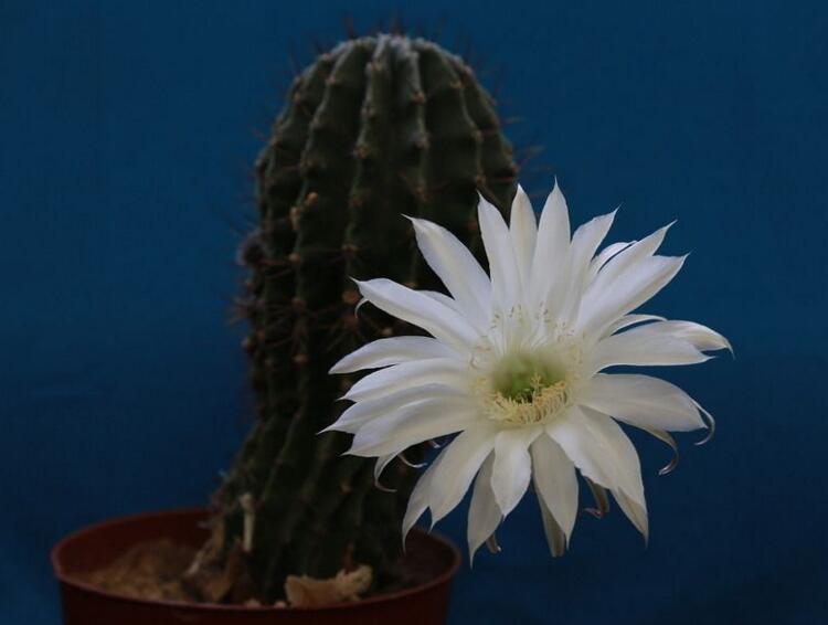 仙人掌幾年開次花，養(yǎng)護(hù)恰當(dāng)?shù)脑捒梢悦磕觊_花