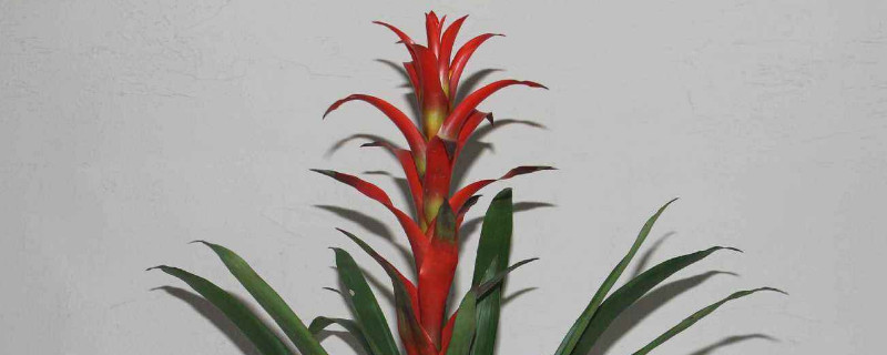 鴻運當(dāng)頭發(fā)芽了怎么辦