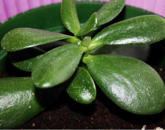 燕子掌和玉樹哪個有毒，玉樹汁液有毒/燕子掌無毒現(xiàn)象